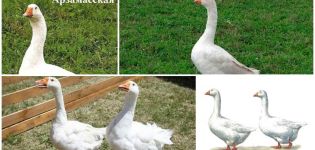 Description et caractéristiques des oies de la race Arzamas, leur élevage et leurs soins