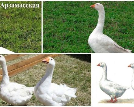 Descripción y características de los gansos de la raza Arzamas, su cría y cuidados.