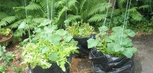 Originele manieren om komkommers in de bedden te planten en te laten groeien
