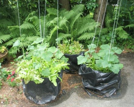Original ways of planting and growing cucumbers in the beds