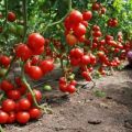Tomaattilajikkeen Pink Magic f1 kuvaus ja ominaisuudet