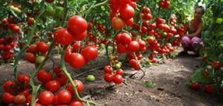 Popis a vlastnosti odrůdy rajčat Pink Magic f1