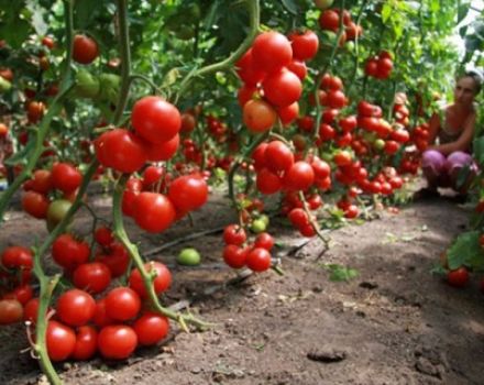 Description and characteristics of the tomato variety Pink Magic f1