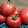 Caratteristiche e descrizione della varietà di pomodoro Pink Claire, la sua resa