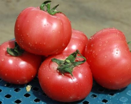 Egenskaper och beskrivning av Pink Claire-tomatsorten, dess utbyte