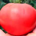 Opis i cechy odmiany pomidora Słodycz malinowa F1