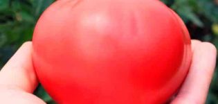 Descrizione e caratteristiche della varietà di pomodoro Dolcezza al lampone F1