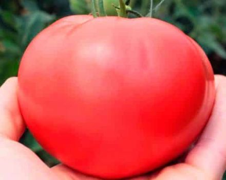 Tomaattilajikkeen kuvaus ja ominaisuudet Vadelma makeus F1