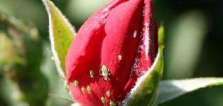 Hvordan man behandler roser fra bladlus, hvordan man håndterer stoffer og folkemiddel