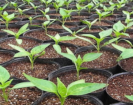 Lepšie kŕmenie sadeníc korenia pre rast doma