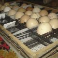 Namų inkubatorių su automatiniu kiaušinių tekinimu prietaisas ir kaip tai padaryti patys