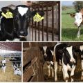 La technologie d'élevage de jeunes bovins de remplacement et de règles de maintien