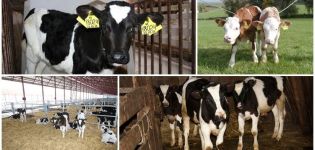 Tekniken för att odla unga boskap med utbyte och att hålla regler