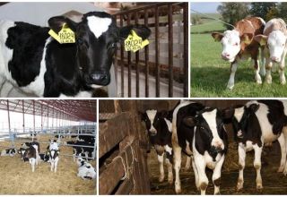 Teknologien til at dyrke udskiftning af unge kvæg og holde regler