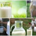 Kodėl ožkos pienas kvepia blogai ir kaip greitai pašalinti trafaretą
