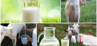 Why goat milk smells bad and how to quickly remove a stench