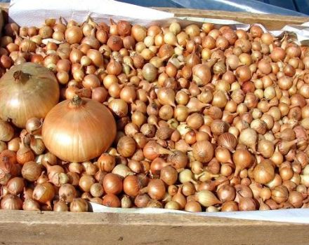 4 best ways to properly dry onions at home for the winter