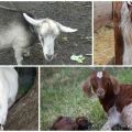 Príčiny výtoku z kozy po porazení a spôsoby liečby, prevencia