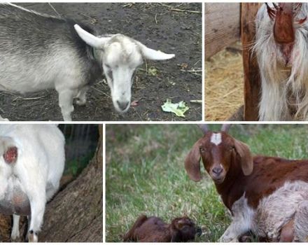 Causas de secreción en una cabra después del parto y métodos de tratamiento, prevención.