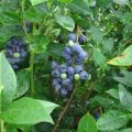 Beschrijving en kenmerken van Denis Blue bosbessen, aanplant en verzorging