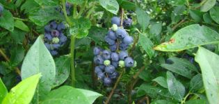 Beschrijving en kenmerken van Denis Blue bosbessen, aanplant en verzorging