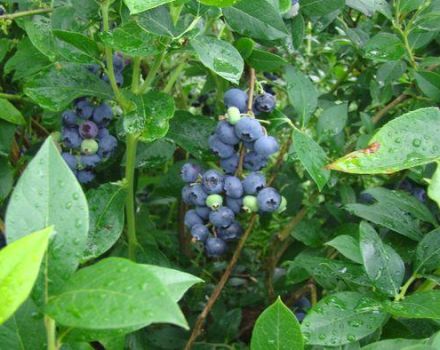 Popis a charakteristika borůvek Denis Blue, pěstování a péče