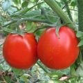 Açık alanda belirli domates çeşitlerini yetiştirmenin çekirdeksiz bir yolu