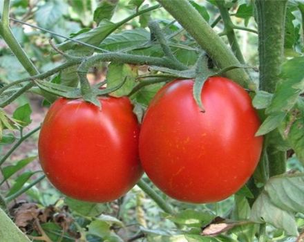 Eine kernlose Art, bestimmte Tomatensorten auf freiem Feld anzubauen