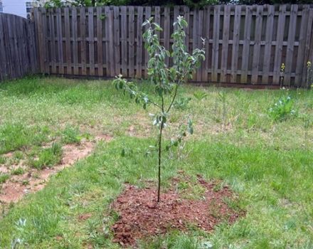 What can be done if the apple tree seedling is broken and how to save the tree, gardeners' advice