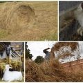 Cuánto heno necesita una cabra para el invierno, cálculo de la tasa por día y año, reglas de almacenamiento
