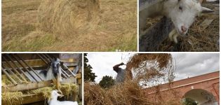 Một con dê cần bao nhiêu cỏ khô cho mùa đông, cách tính tỷ lệ cho một ngày và một năm, quy tắc bảo quản