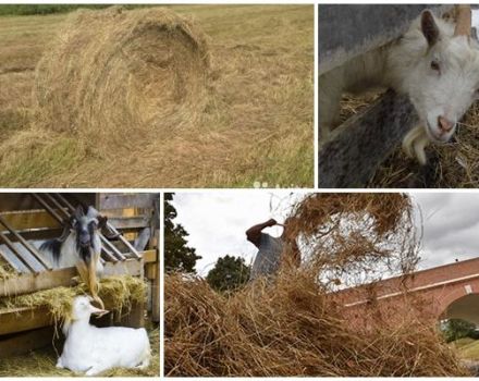 Hoeveel hooi heeft een geit nodig voor de winter, berekening van het tarief voor een dag en een jaar, opslagregels