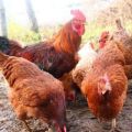 Beskrivelse og karakteristika for racen af ​​kyllinger Shaver Brown, tilbageholdelsesbetingelser