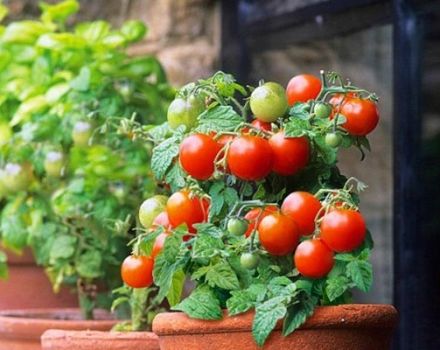 Beskrivelse af tomatsorten Red Robin, funktioner i dyrkning og pleje