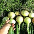 How to properly care for onions in a rainy summer and when to dig them up