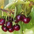 Description of the cherry variety Iput and pollinators, choosing a planting site, growing and care