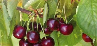 Descrizione della varietà di ciliegie Iput e impollinatori, scelta di un sito di impianto, crescita e cura