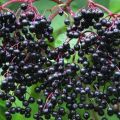 Mga gamot na katangian at contraindications ng mga itim na prutas ng elderberry