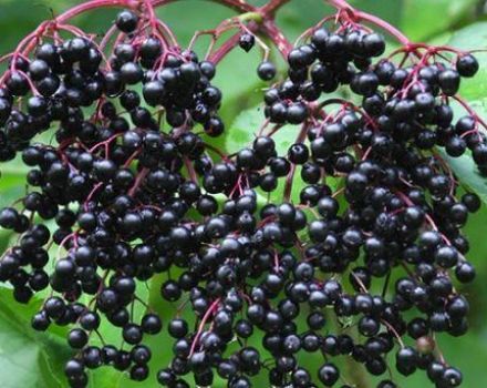 Medicinske egenskaber og kontraindikationer for sorte hyllebærfrugter