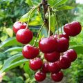 Descripción y características de la variedad de cereza Molodezhnaya, plantación y cuidado, poda y polinizadores.
