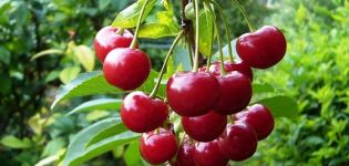 Beskrivelse og karakteristika for kirsebærsorten Molodezhnaya, plantning og pleje, beskæring og pollinerende stoffer
