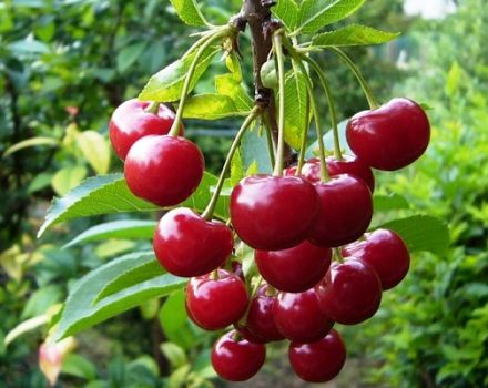 Opis i karakteristike sorte trešnje Molodezhnaya, sadnja i njega, orezivanje i oprašivači