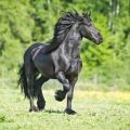 Frīzijas zirgu apraksts un raksturojums, aprūpes noteikumi un cik tas maksā