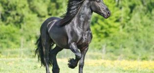 Frīzijas zirgu apraksts un raksturojums, aprūpes noteikumi un cik tas maksā