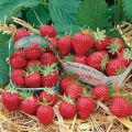 Beskrivning av den remontant jordgubbsorten Mara de Bois, odling och reproduktion