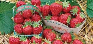 Beskrivelse af den remontante jordbærsort Mara de Bois, dyrkning og reproduktion