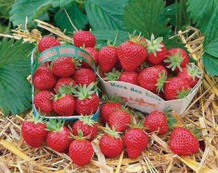 Περιγραφή της υπόλοιπης ποικιλίας φράουλας Mara de Bois, καλλιέργεια και αναπαραγωγή