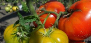 Opis odmiany pomidora Timofey, jej cechy i produktywność