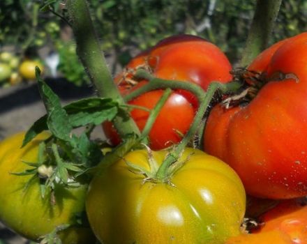Beskrivning av tomatsorten Timofey, dess egenskaper och produktivitet