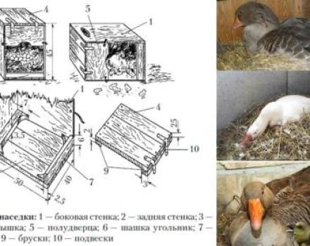 Dimenzije i crteži gnijezda Indooksa i kako to učiniti sami